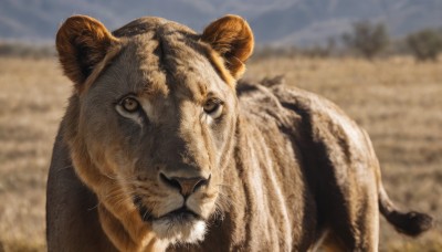 solo,looking at viewer,brown eyes,closed mouth,outdoors,day,blurry,no humans,depth of field,blurry background,animal,realistic,animal focus,whiskers,lion,sky,signature,blue sky,close-up