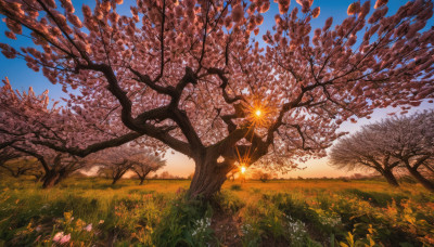 flower, outdoors, sky, cloud, tree, blue sky, dutch angle, no humans, grass, scenery, sunset, field