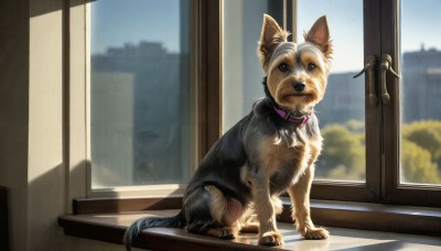 HQ,solo,looking at viewer,blue eyes,closed mouth,day,indoors,blurry,collar,no humans,window,depth of field,blurry background,animal,cat,building,reflection,dog,realistic,animal focus,shiba inu,sky,tree,blue sky,shadow,animal collar