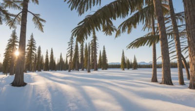 outdoors,sky,day,tree,blue sky,no humans,shadow,sunlight,nature,scenery,snow,forest,mountain,palm tree,sun,winter,bare tree,footprints,pine tree,cloud