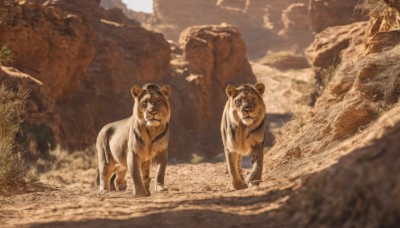 outdoors,day,water,blurry,no humans,depth of field,animal,plant,nature,scenery,rock,realistic,animal focus,looking at viewer,standing,sky,cloud,signature,mountain,sand,tiger,brown theme,cliff