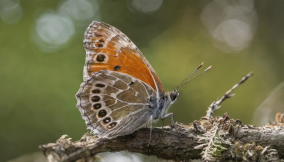 wings, blurry, no humans, depth of field, blurry background, animal, bug, flying, realistic, branch