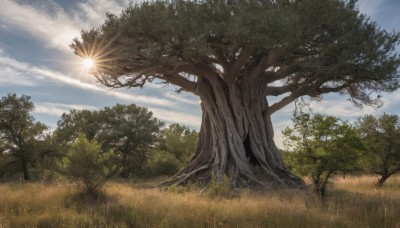 outdoors,sky,day,cloud,tree,blue sky,no humans,sunlight,cloudy sky,grass,nature,scenery,forest,light rays,sun,plant,field,landscape