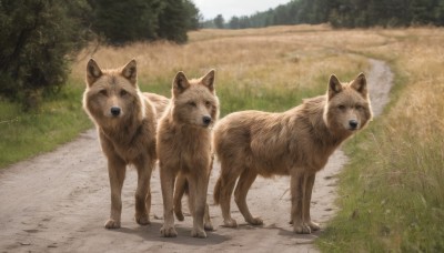 looking at viewer,blue eyes,outdoors,day,tree,no humans,animal,grass,nature,scenery,dog,realistic,road,animal focus,standing,signature,blurry