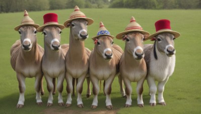 hat,standing,outdoors,day,blurry,tree,no humans,blurry background,animal,grass,red headwear,top hat,realistic,animal focus,looking at viewer,dog,what,cow,elephant