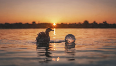 outdoors, sky, water, blurry, no humans, depth of field, bird, ocean, scenery, reflection, sunset, sun, horizon, ripples, orange sky