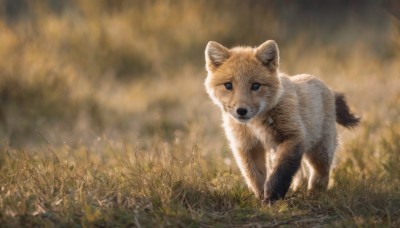 looking at viewer,blue eyes,outdoors,blurry,no humans,depth of field,blurry background,animal,grass,nature,dog,realistic,animal focus,solo,sky,signature,fire,scenery,field