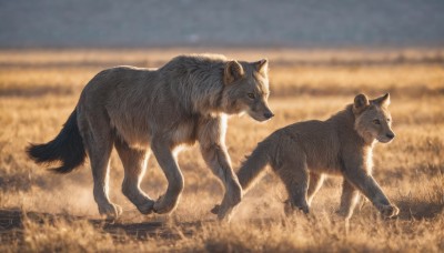 closed mouth,standing,full body,outdoors,sky,signature,blurry,from side,no humans,depth of field,blurry background,animal,grass,dog,realistic,field,animal focus,wolf,profile