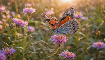 flower, outdoors, wings, day, blurry, no humans, depth of field, blurry background, animal, sunlight, bug, plant, butterfly, nature, scenery, pink flower, realistic, purple flower