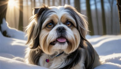 HQ,solo,brown eyes,jewelry,outdoors,day,tongue,tongue out,blurry,collar,tree,no humans,depth of field,blurry background,animal,sunlight,snow,dog,realistic,animal focus,winter,looking at viewer,earrings,fangs,watermark,nature,close-up,forest