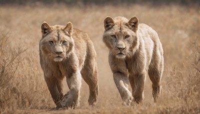 looking at viewer,outdoors,signature,tree,no humans,animal,grass,all fours,realistic,animal focus,brown theme,lion,cat