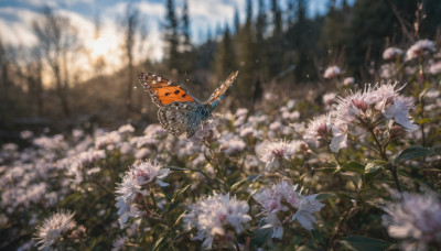 flower, outdoors, day, blurry, tree, no humans, depth of field, blurry background, sunlight, bug, white flower, butterfly, nature, scenery