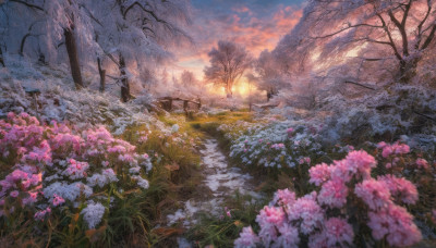 flower, outdoors, sky, cloud, blurry, tree, no humans, grass, nature, scenery, snow, pink flower, sunset, mountain, field, bare tree, landscape