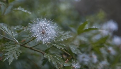 flower,outdoors,blurry,tree,no humans,depth of field,blurry background,leaf,plant,nature,scenery,blurry foreground,branch,still life,signature,white flower