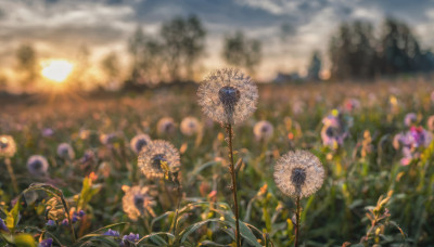 flower, outdoors, sky, day, cloud, blurry, no humans, depth of field, blurry background, sunlight, cloudy sky, scenery, sun, field