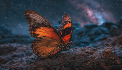 outdoors, wings, sky, cloud, no humans, bug, butterfly, scenery, butterfly wings