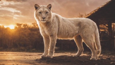 solo,looking at viewer,full body,outdoors,sky,cloud,blurry,tree,no humans,depth of field,blurry background,animal,nature,sunset,realistic,sun,animal focus,lion,standing,signature,cloudy sky,building