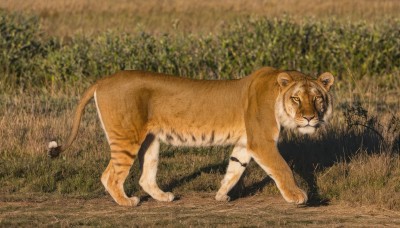 solo,looking at viewer,full body,outdoors,no humans,animal,traditional media,grass,nature,realistic,animal focus,tiger,lion,closed mouth,tail,closed eyes,cat,plant,photo background