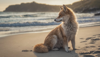 solo, sitting, outdoors, day, water, blurry, no humans, animal, beach, realistic, sand