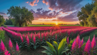 flower, outdoors, sky, cloud, tree, blue sky, no humans, cloudy sky, grass, plant, nature, scenery, sunset, sun, field