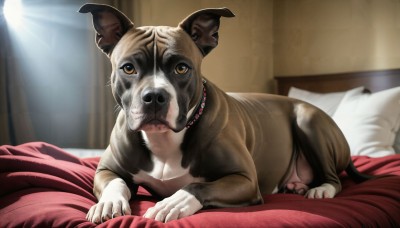 HQ,solo,looking at viewer,yellow eyes,lying,indoors,blurry,collar,pillow,no humans,bed,bed sheet,animal,on bed,sunlight,on stomach,curtains,dog,realistic,animal focus,brown eyes,closed eyes,sleeping