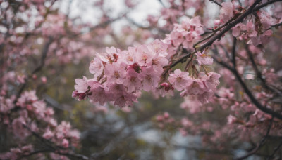 flower, outdoors, day, blurry, tree, no humans, depth of field, blurry background, cherry blossoms, scenery, pink flower, branch, spring (season)