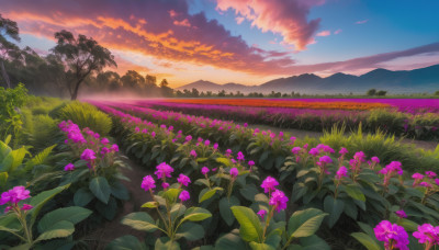 flower, outdoors, sky, cloud, tree, no humans, cloudy sky, grass, nature, scenery, sunset, mountain, purple flower, field, flower field, landscape, mountainous horizon