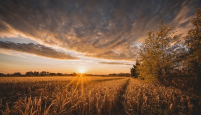 outdoors,sky,cloud,tree,no humans,sunlight,cloudy sky,grass,nature,scenery,forest,sunset,mountain,sun,horizon,field,landscape,mountainous horizon,orange sky,hill,light rays,yellow sky