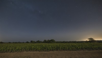 outdoors,sky,cloud,tree,no humans,night,grass,star (sky),nature,night sky,scenery,forest,starry sky,field,sunset,gradient sky