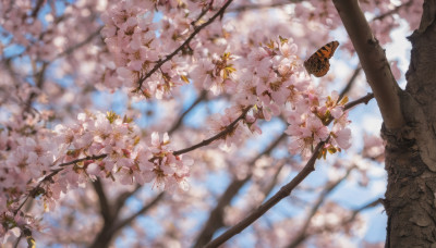 flower, outdoors, sky, day, blurry, tree, blue sky, no humans, depth of field, blurry background, bug, cherry blossoms, butterfly, scenery, branch, spring (season)