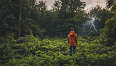 solo,long sleeves,1boy,standing,jacket,male focus,outdoors,sky,pants,cloud,hood,from behind,tree,hoodie,hood down,grass,plant,denim,nature,scenery,forest,jeans,hands in pockets,electricity,facing away,lightning,red hoodie,cloudy sky,green theme