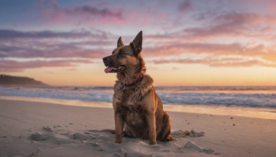 outdoors, sky, tongue, cloud, tongue out, collar, no humans, animal, beach, sunset, dog, realistic, sand, animal focus