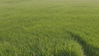 flower,outdoors,day,no humans,traditional media,grass,nature,scenery,field,green theme,from above,plant,road