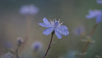 flower,outdoors,blurry,no humans,depth of field,blurry background,leaf,bug,plant,scenery,blue flower,purple flower,still life,simple background,artist name,signature,grey background,gradient,gradient background,grass,water drop,hydrangea