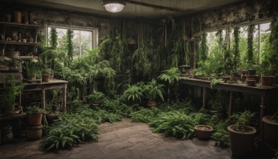 day,indoors,tree,no humans,window,table,sunlight,bottle,plant,scenery,potted plant,vines,shelf,overgrown