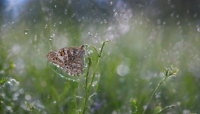 flower,outdoors,day,blurry,no humans,depth of field,blurry background,grass,bug,plant,nature,scenery,rain,water drop,antennae,still life,wings,artist name,signature,animal,leaf,from above,realistic,bokeh