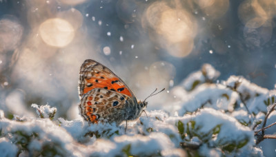 outdoors, wings, sky, blurry, tree, no humans, depth of field, animal, bug, butterfly, scenery, snow, snowing