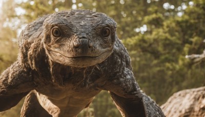 solo,looking at viewer,closed mouth,outdoors,day,blurry,black eyes,tree,no humans,depth of field,blurry background,animal,nature,monster,realistic,animal focus,dinosaur,fish,frog,scales,turtle,lizard