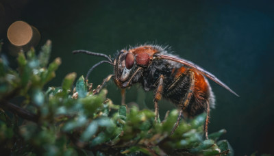 blurry, no humans, depth of field, animal, bug, blurry foreground, realistic