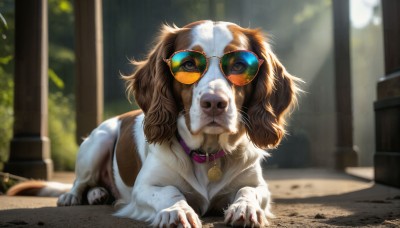 HQ,solo,looking at viewer,blue eyes,brown hair,outdoors,glasses,day,indoors,signature,blurry,collar,no humans,depth of field,blurry background,animal,sunlight,sunglasses,eyewear on head,dog,realistic,tinted eyewear,animal focus,animal collar,aviator sunglasses,tree,blood,watermark,web address,light rays,round eyewear,pet bowl,pet