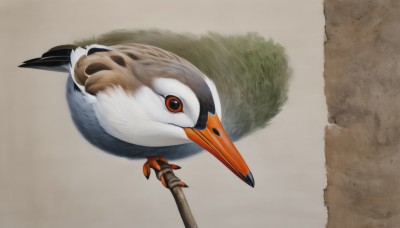 solo,simple background,red eyes,closed mouth,full body,grey background,orange eyes,pokemon (creature),no humans,bird,animal,from above,grass,brown background,realistic,animal focus,talons,beak,looking at viewer,white background,feathers,flying