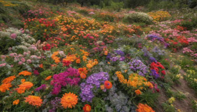 flower, outdoors, no humans, grass, red flower, nature, scenery, yellow flower, purple flower, field, flower field, orange flower, path