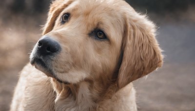 solo,brown eyes,closed mouth,outdoors,signature,blurry,black eyes,no humans,blurry background,animal,looking up,portrait,close-up,dog,realistic,animal focus,fluffy,white fur,brown fur