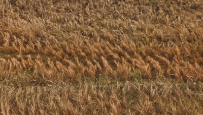 outdoors,no humans,traditional media,grass,nature,scenery,painting (medium),field,from above,watercolor (medium),colored pencil (medium),too many,wheat