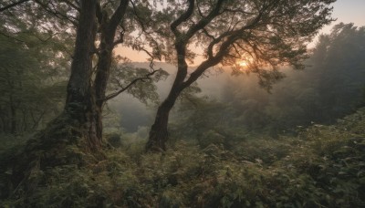 outdoors,sky,day,tree,no humans,leaf,sunlight,grass,plant,nature,scenery,forest,branch,landscape,cloud,sunset,sun