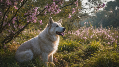 open mouth, flower, outdoors, day, tongue, tongue out, blurry, tree, no humans, animal, fangs, grass, cherry blossoms, nature, dog, realistic, branch, animal focus