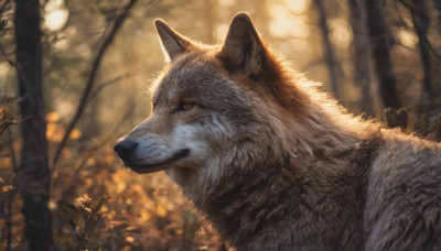 closed mouth, outdoors, signature, blurry, from side, tree, no humans, blurry background, animal, nature, forest, realistic, animal focus, wolf