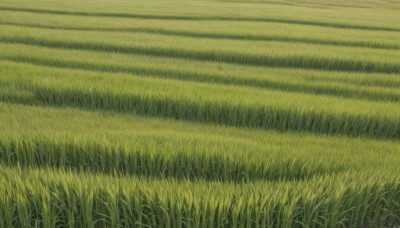 outdoors,sky,day,no humans,grass,nature,scenery,field,green theme,plant,road