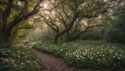 flower, outdoors, day, tree, no humans, sunlight, grass, white flower, nature, scenery, forest, road, bush, path