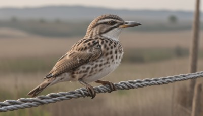 solo,closed mouth,outdoors,day,blurry,from side,no humans,depth of field,blurry background,bird,animal,flying,realistic,animal focus,owl,looking at viewer,full body,rope